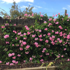 Geranium - Light Pink Ivy