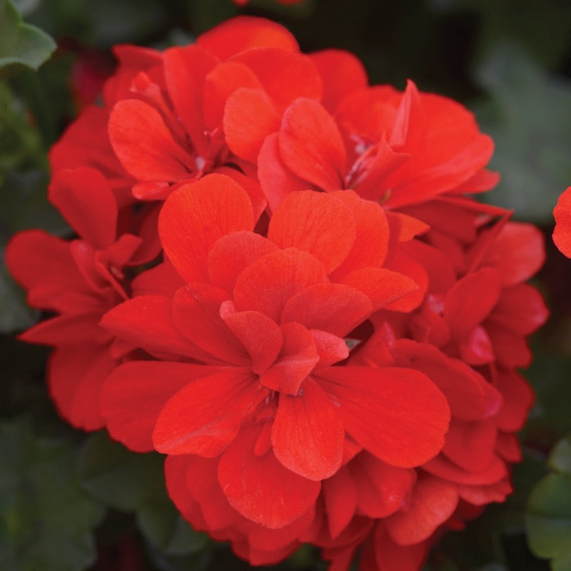 Geranium - Red Ivy