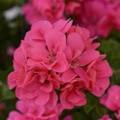 Geranium - Pink Ivy