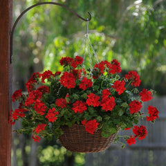 Geranium - Red Ivy