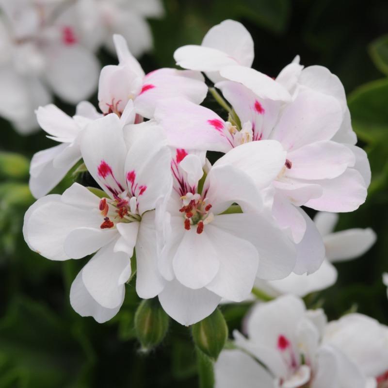 Geranium - White Ivy