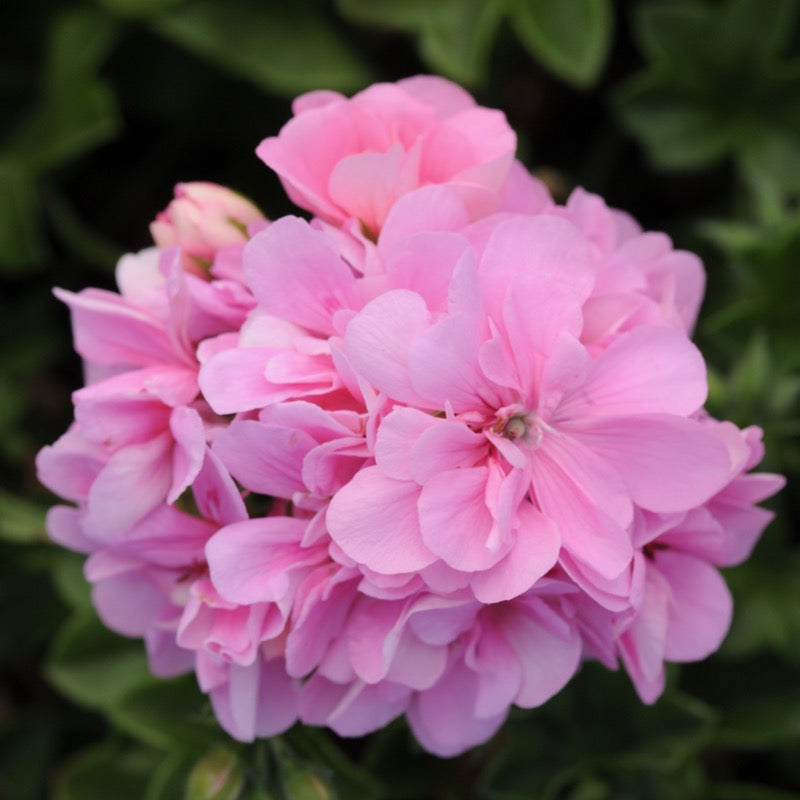 Geranium - Light Pink Ivy