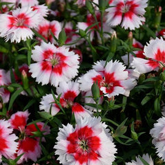 Dianthus - Red Peppermint