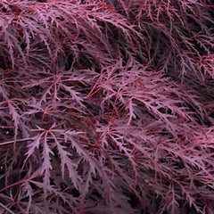 JAPANESE MAPLE INABE SHIDARE