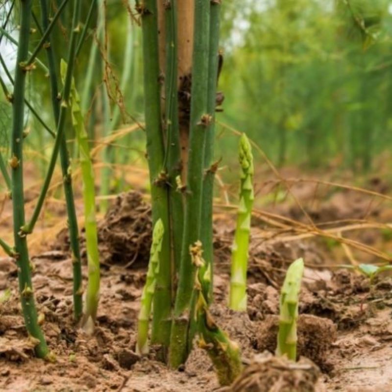 ASPARAGUS JERSEY GIANT Knippel Garden Centre