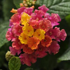 Lantana - Little Lucky Hot Pink