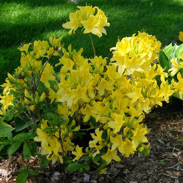 AZALEA LEMON LIGHTS