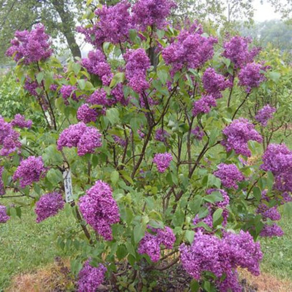 LILAC MONGE