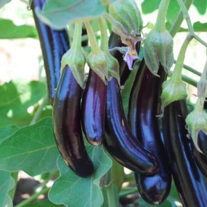Eggplant - Little Fingers