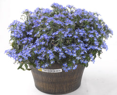 Lobelia - Sky Blue Trailing