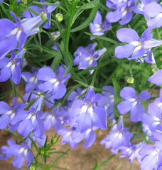 Lobelia - Sky Blue Trailing