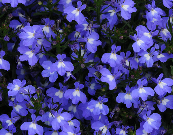 Lobelia - Sky Blue Mounded