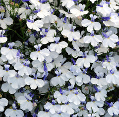 Lobelia - White Mounded