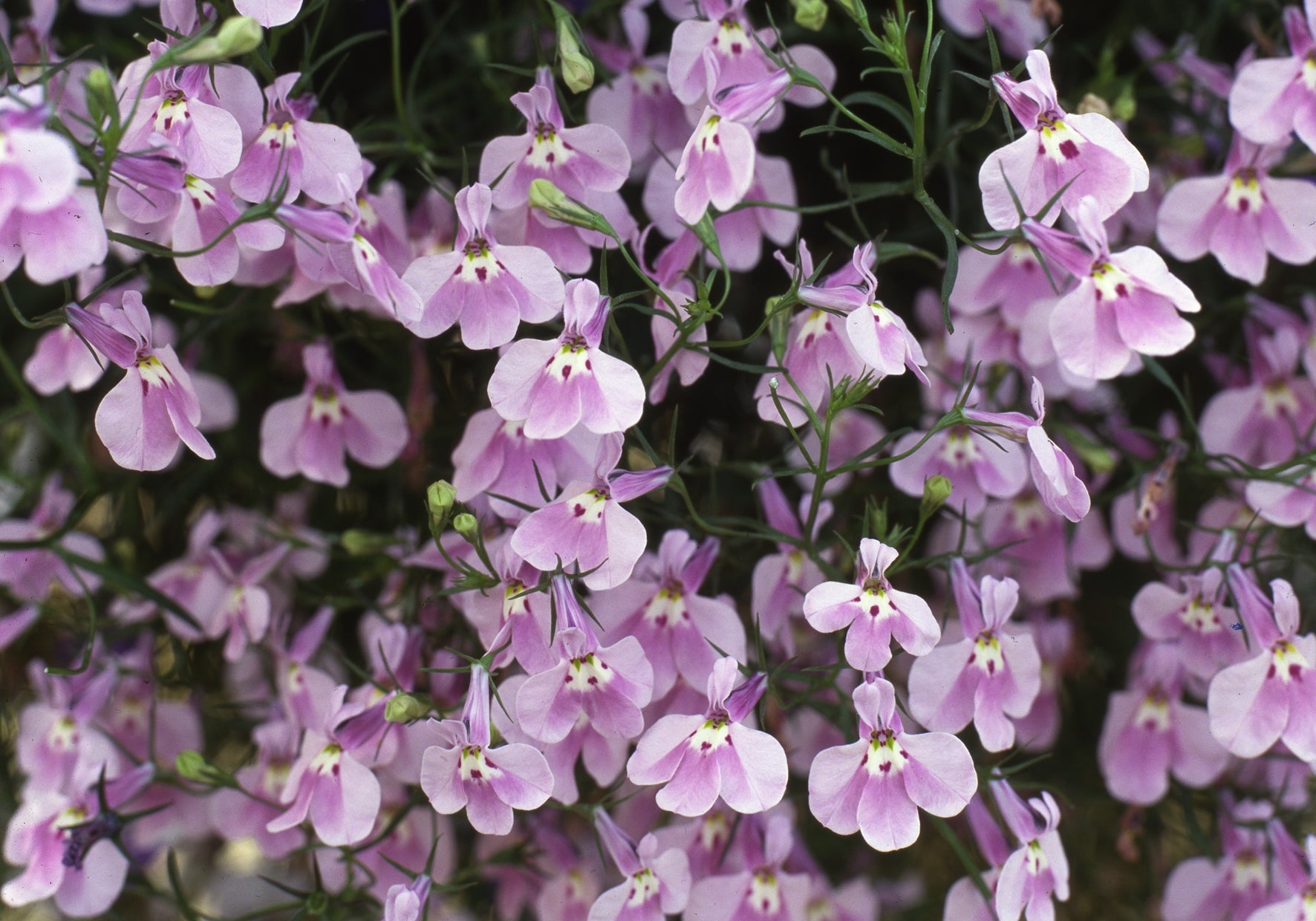 Lobelia - Lilac Trailing