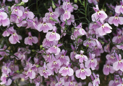 Lobelia - Lilac Trailing