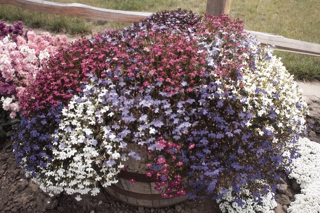 Lobelia - Mix Trailing