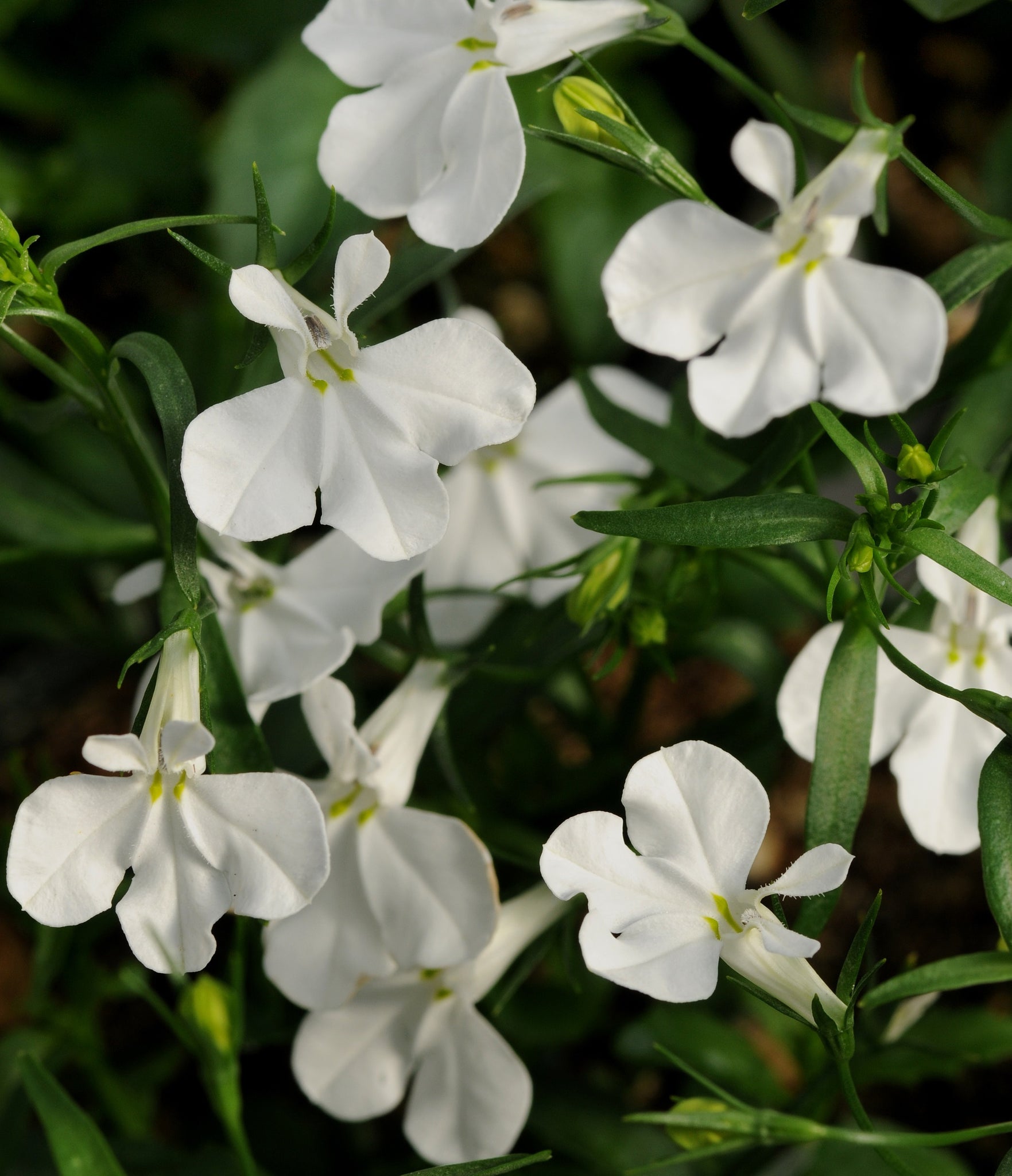Lobelia White Trailing Knippel Garden Centre