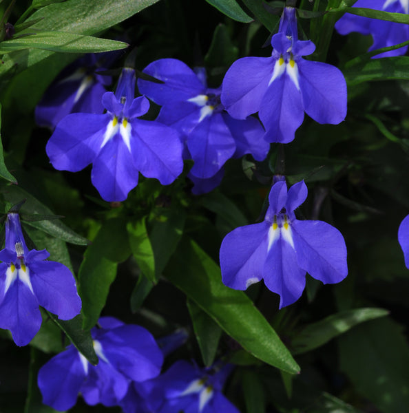 Lobelia - Blue Trailing