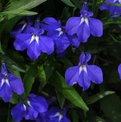 Lobelia - Blue Trailing