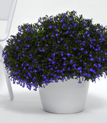 Lobelia - Blue Trailing
