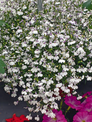 Lobelia - Lilac Trailing
