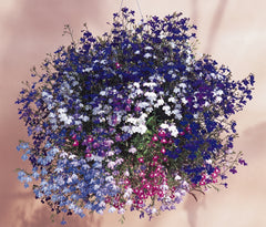 Lobelia - Mix Trailing