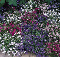 Lobelia - Mix Mounded