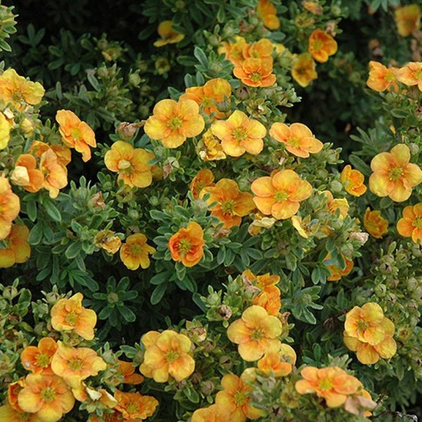POTENTILLA MANGO TANGO