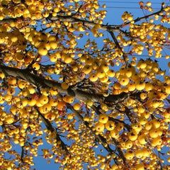 CRABAPPLE HARVEST GOLD