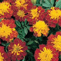 Marigold - Cresta Spry