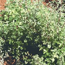 Marjoram - Variegated