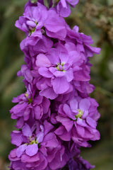 Night-Scented Stock - Blue