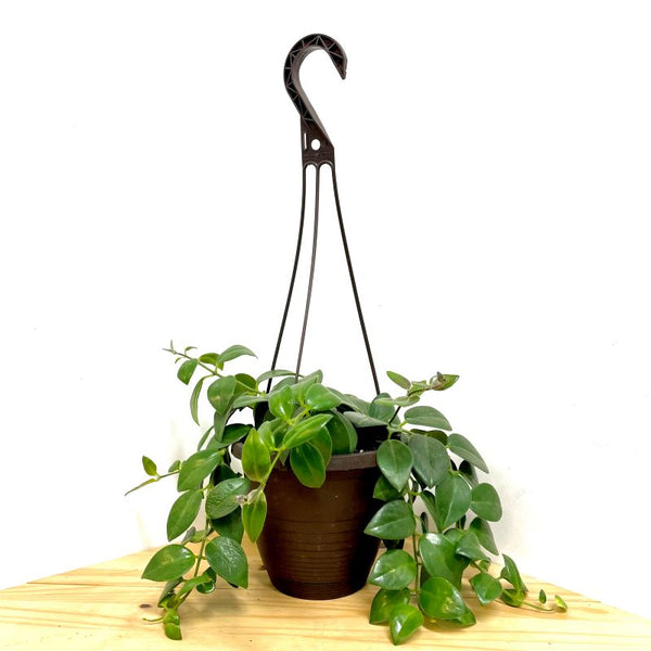AESCHYNANTHUS MONA LISA
