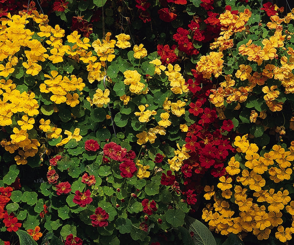 Nasturtium - Mix