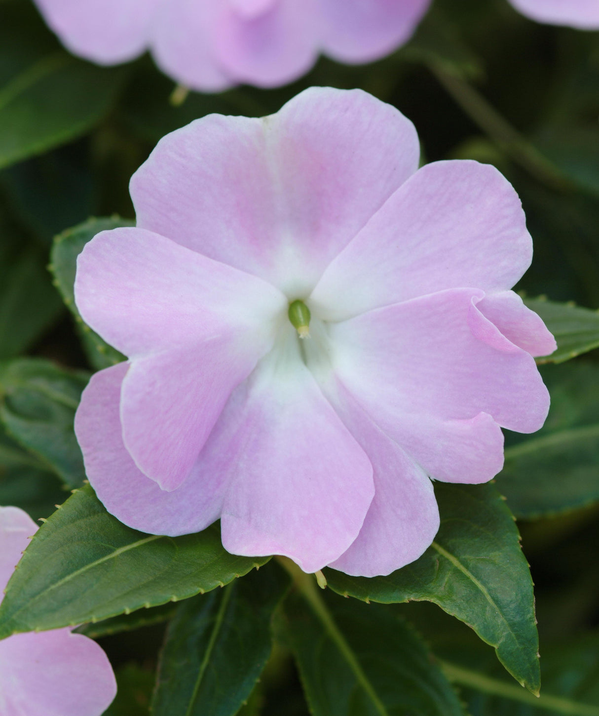 New Guinea Impatiens - Blue