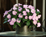 New Guinea Impatiens - Blue