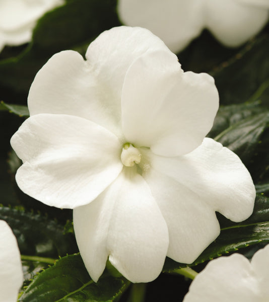 New Guinea Impatiens - White