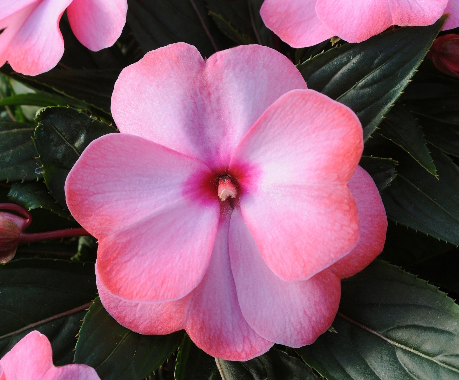 New Guinea Impatiens - Pink