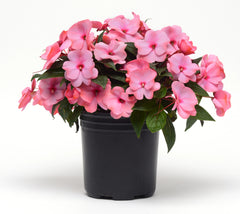 New Guinea Impatiens - Pink