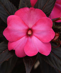 New Guinea Impatiens - Hot Pink