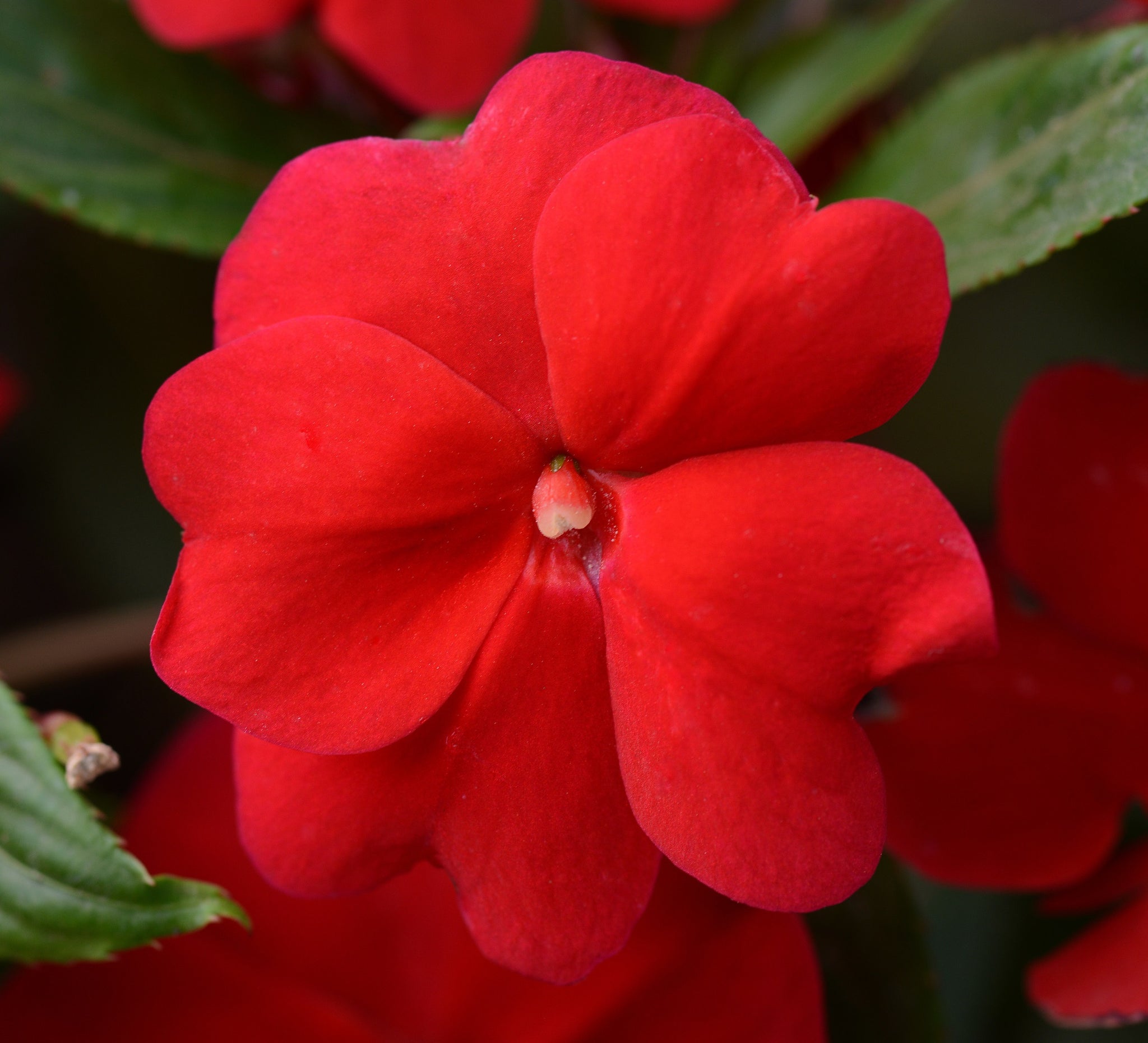 New Guinea Impatiens - Red