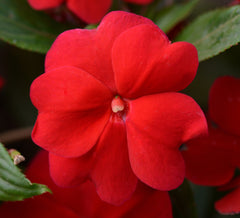 New Guinea Impatiens - Red