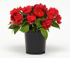 New Guinea Impatiens - Red
