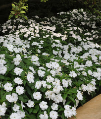 New Guinea Impatiens - White