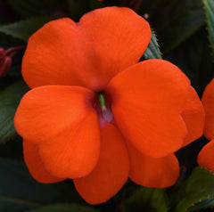 New Guinea Impatiens - Orange