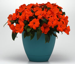 New Guinea Impatiens - Orange