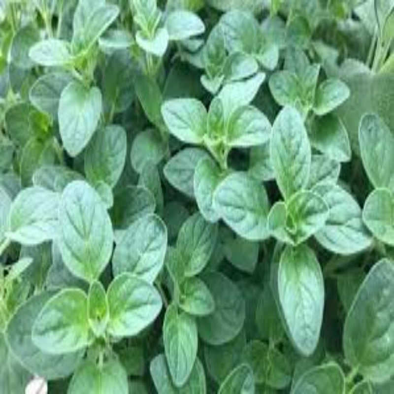 Oregano