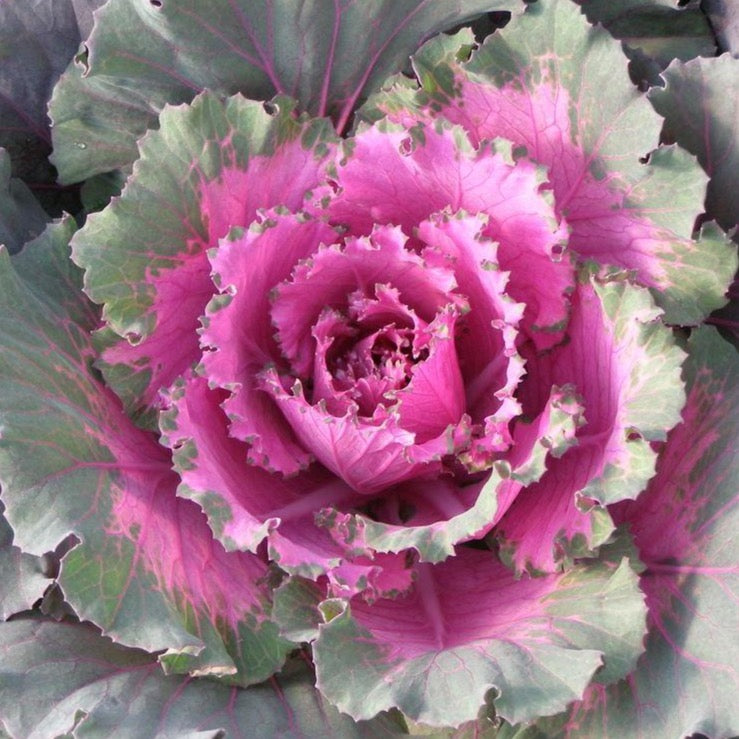 Cabbage Decorative - Pink