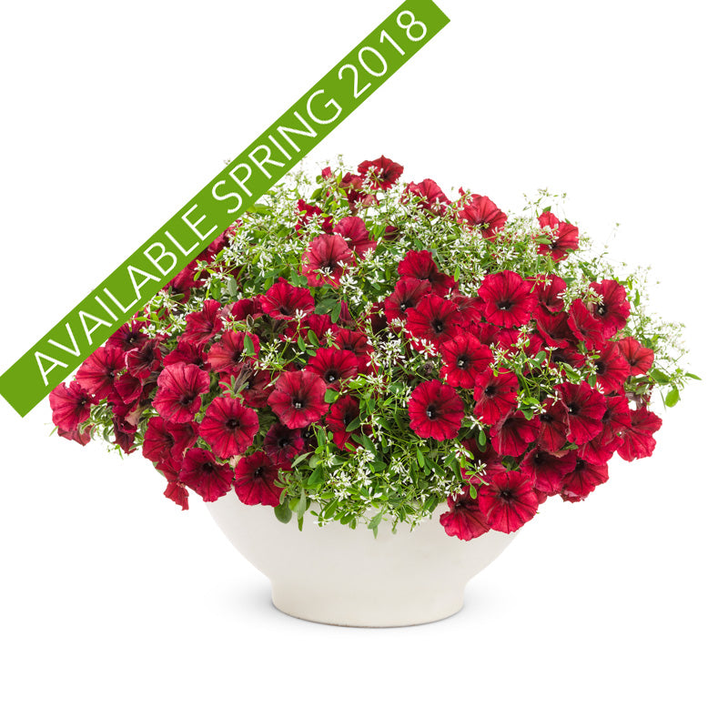 Proven Winners Red, Red Wine Container Combo Discountinued