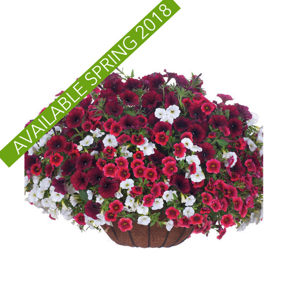 Proven Winners Canterbury Container Combo - Discountinued